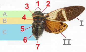 cicaden 03