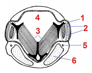cicaden 10