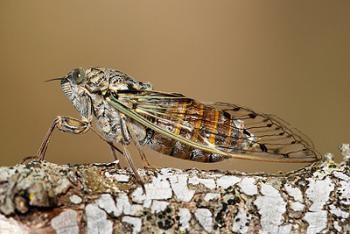 cicaden 14
