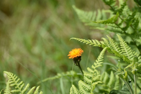 heemtuin