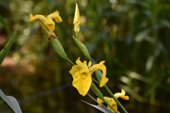 heemtuin