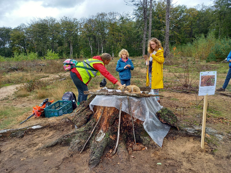 Kinderactiviteit paddenstoelen