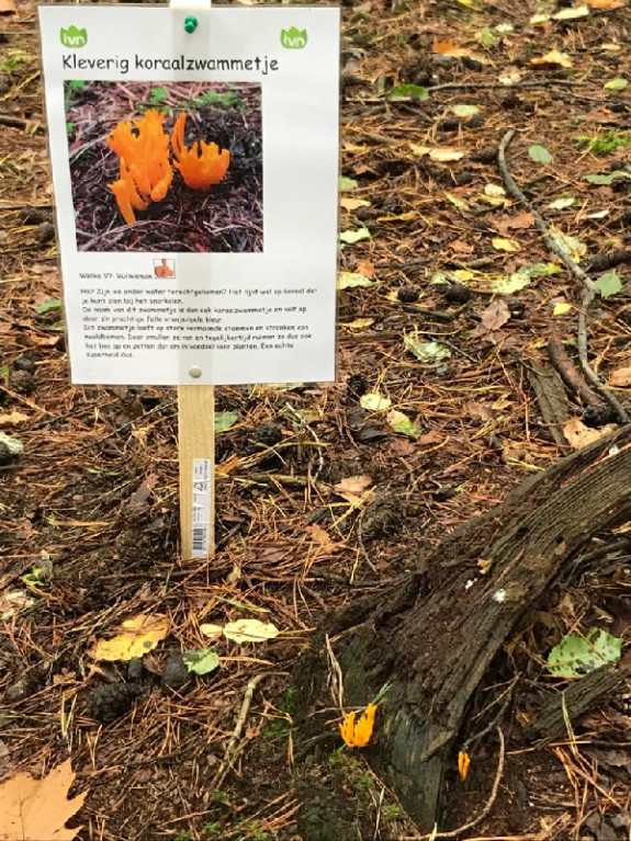 Kinderactiviteit paddenstoelen