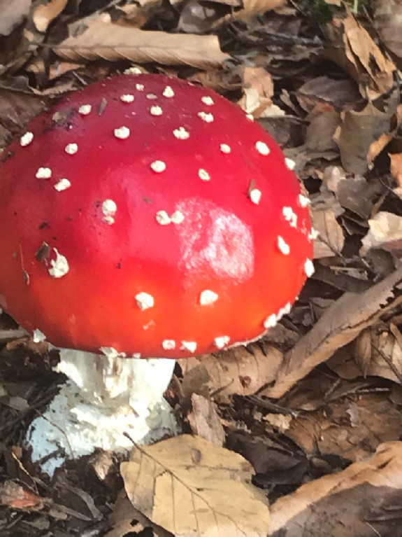 Kinderactiviteit paddenstoelen