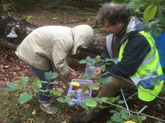 Kinderactiviteit paddenstoelen