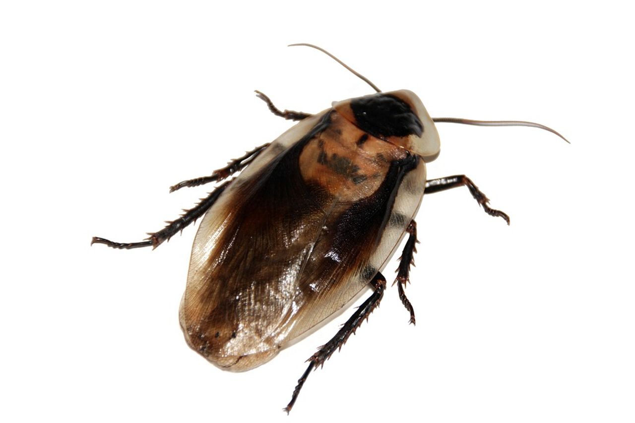 Kakkerlakken - Gooi En Omstreken