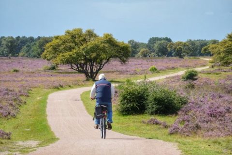 Fietser op kronkelend pad door paarse heidevelden met groene bomen.