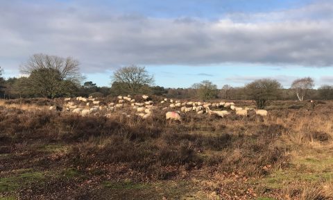 Kudde schapen graast op een heideveld met kale bomen en bewolkte lucht.