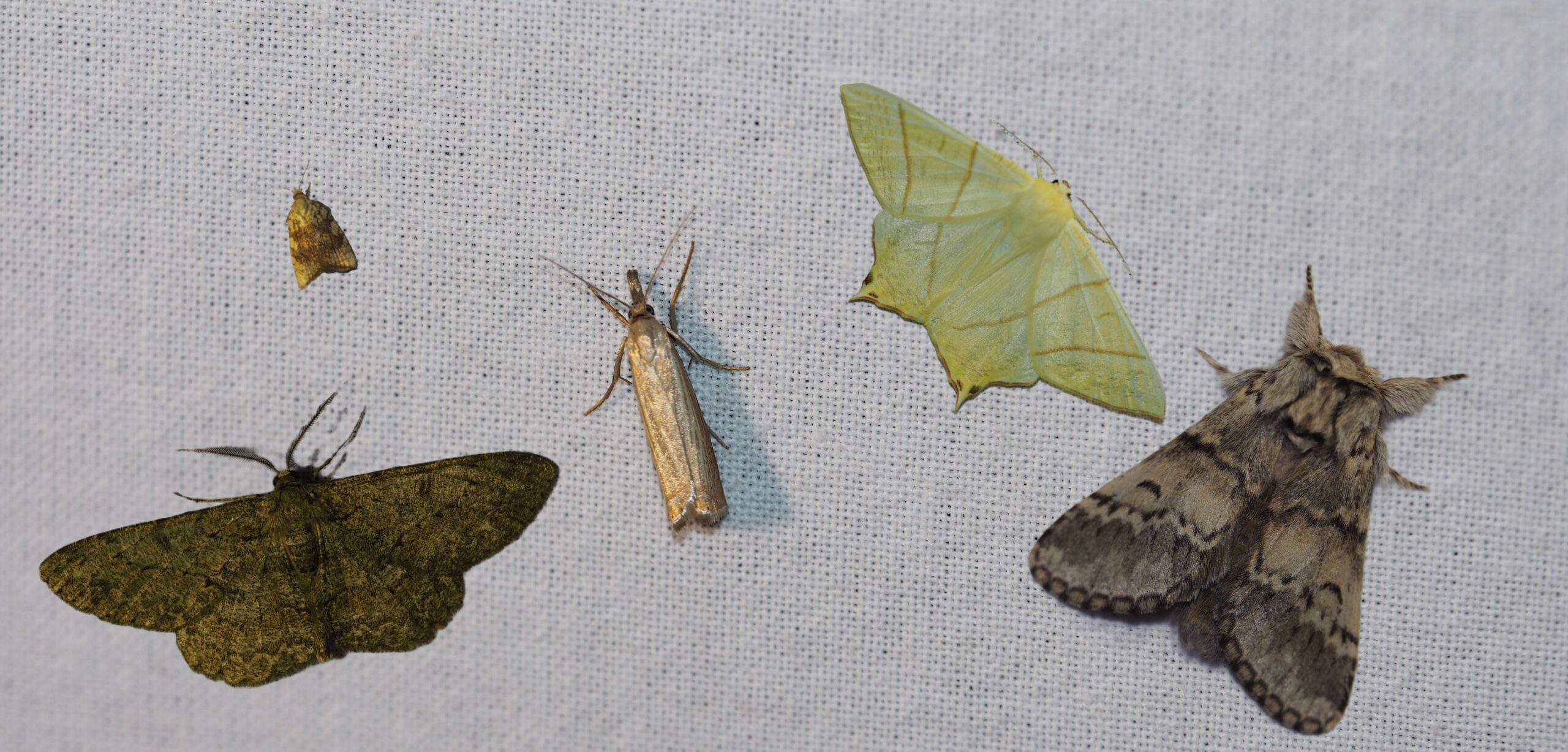 Verschillende motten op wit doek, variërend in grootte en kleur, waaronder groen en bruin.