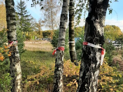Bomen met rood-wit lint in bosrijke omgeving, auto's op de achtergrond.