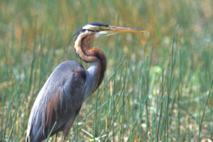 Reiger met lange nek en spitse snavel staat in hoog gras, omringd door groen.