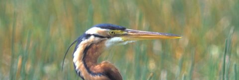 Reiger met lange nek en spitse snavel staat in hoog gras, omringd door groen.