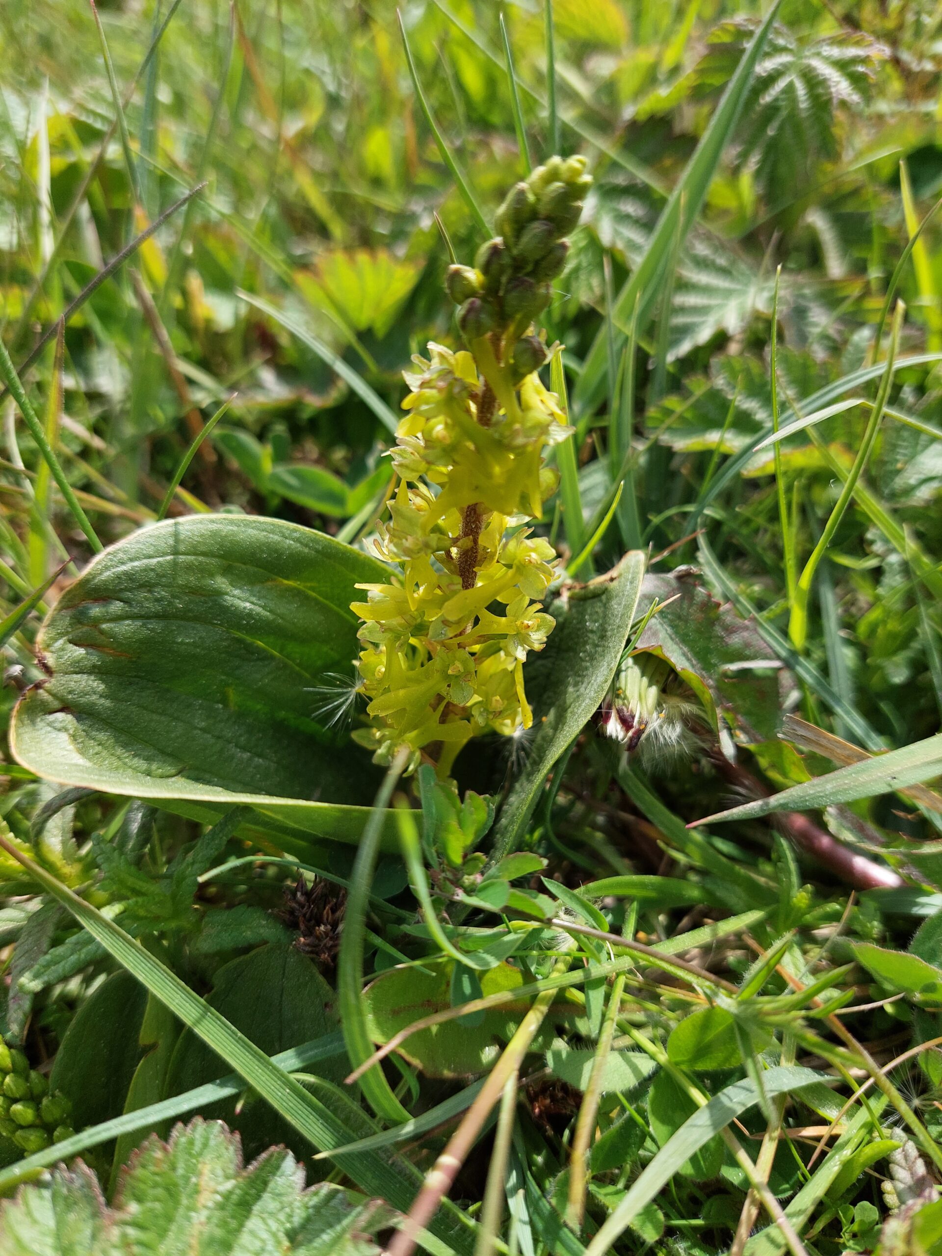 Gele orchidee in gras, met groene bladeren en omringende vegetatie.