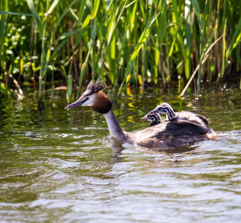 Fuut met jongen op de rug zwemt in een plas met riet op de achtergrond.