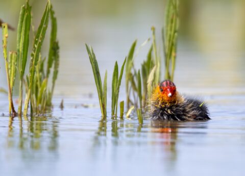 Een jonge vogel met een oranje kop drijft op water tussen groene planten.