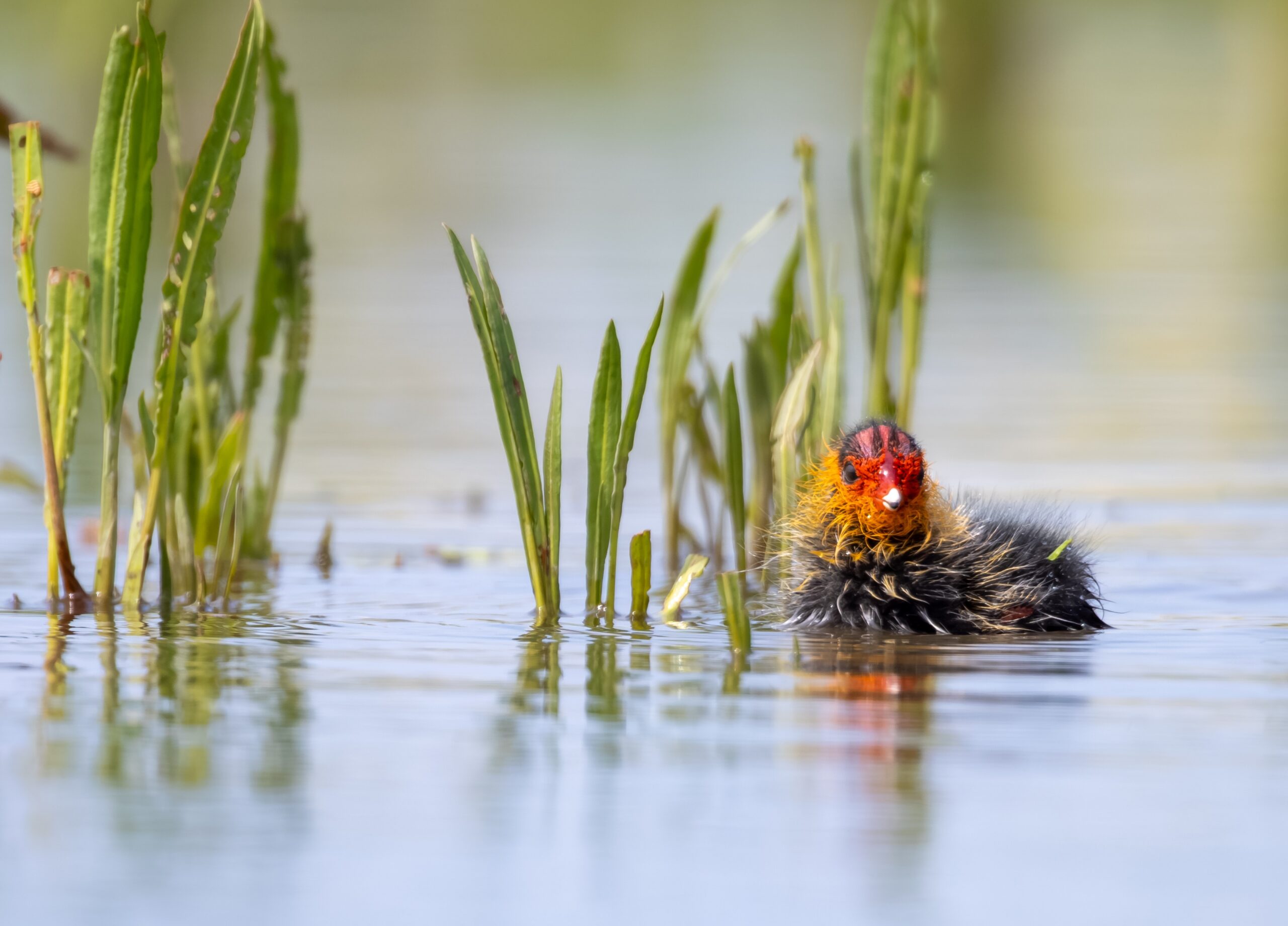 Een jonge vogel met een oranje kop drijft op water tussen groene planten.
