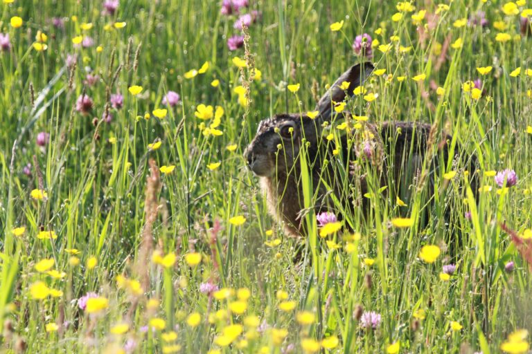 Een haas verstopt zich tussen hoge groene grassen met gele en paarse bloemen.