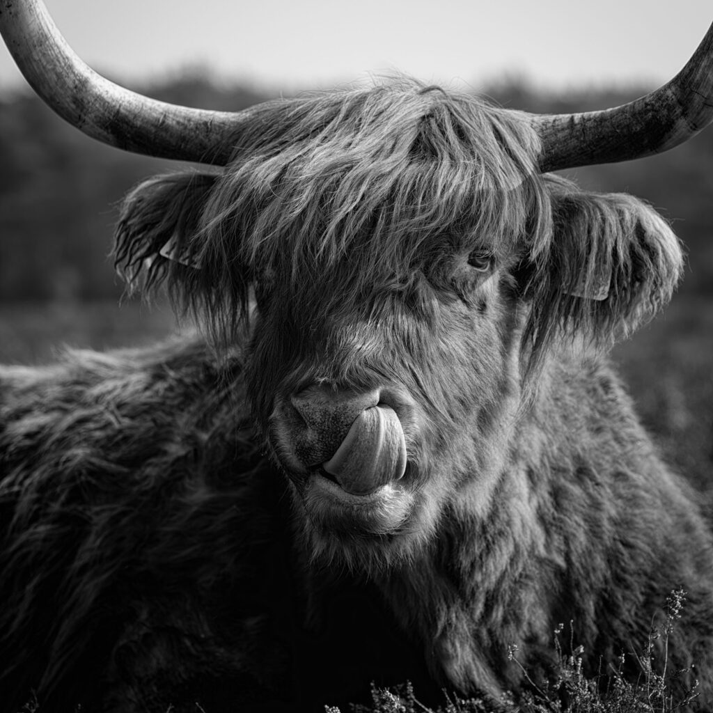 Harige hooglander in zwart-wit, likt zijn neus, met grote hoorns en ruige vacht.