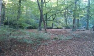 Bos met hoge bomen, groene bladeren en een bed van bruine dode bladeren op de grond.