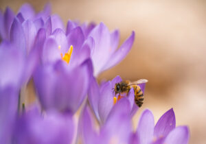 Bij een paarse krokus verzamelt een bij nectar.