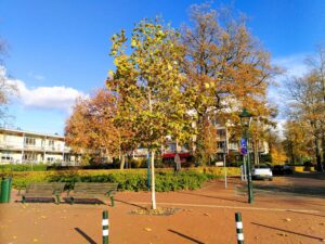 Boom met herfstbladeren, bankjes en lantaarnpaal op een zonnige dag in een woonwijk.