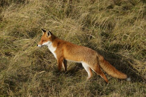 Een roodbruine vos staat op een grasveld met droge, gele grassprieten.