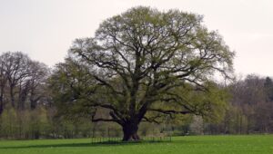 Grote oude boom in een open veld, omlijst door hekwerk en omgeven door bos.