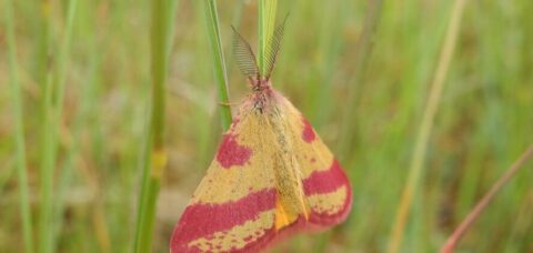 Felgekleurde vlinder met roze en gele vleugels op een grasstengel in een groene natuurlijke omgeving.