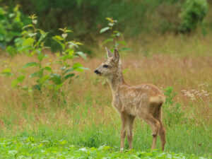 Jong hert in groene weide met hoge grasplanten op de achtergrond.