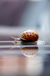 Een slak kruipt over een nat oppervlak, weerspiegeld in het water.