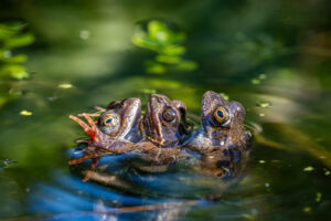 Drie kikkerkoppen boven water in een vijver, met groene bladeren en reflecties.