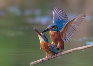 Twee ijsvogels paren op een tak boven het water.
