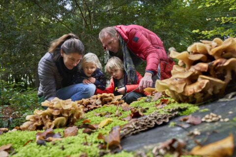 Een gezin onderzoekt samen paddenstoelen op een met mos bedekte boomstam in het bos.