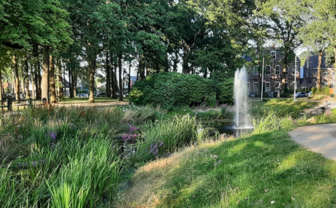 Een park met een fontein, omgeven door bomen en gras, met huizen op de achtergrond.