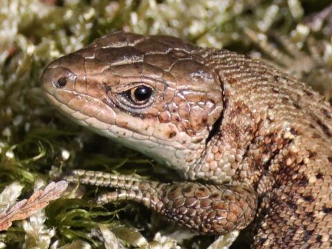 Close-up van een bruin-groene hagedis op mosrijke ondergrond.