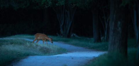 Een ree graast naast een bosweg bij schemering, omgeven door bomen en gras.