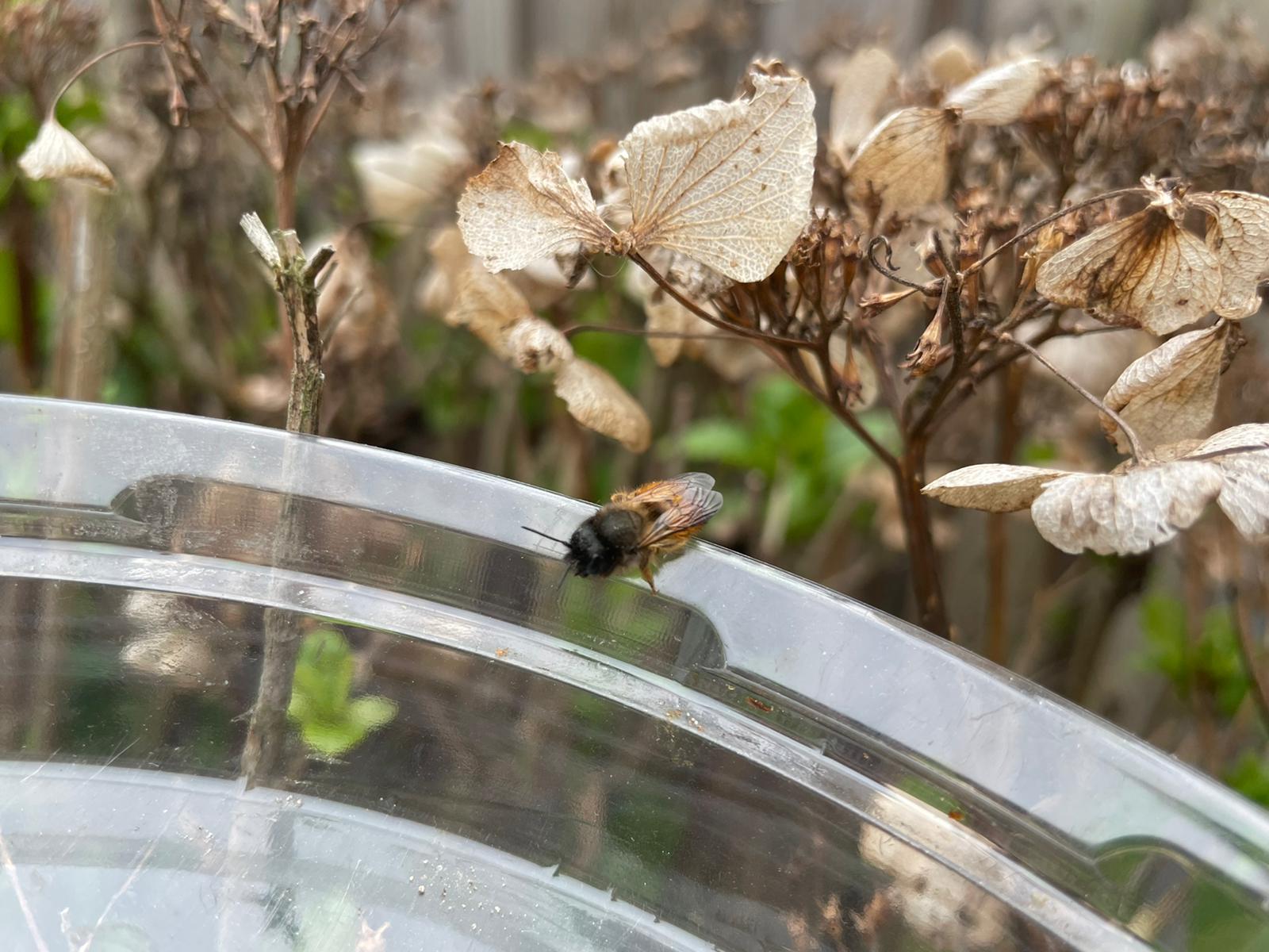 De paas-bij van Finn (8 jaar)