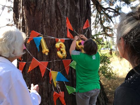 Open Monumentendag: aandacht voor Mammoetboom Grave