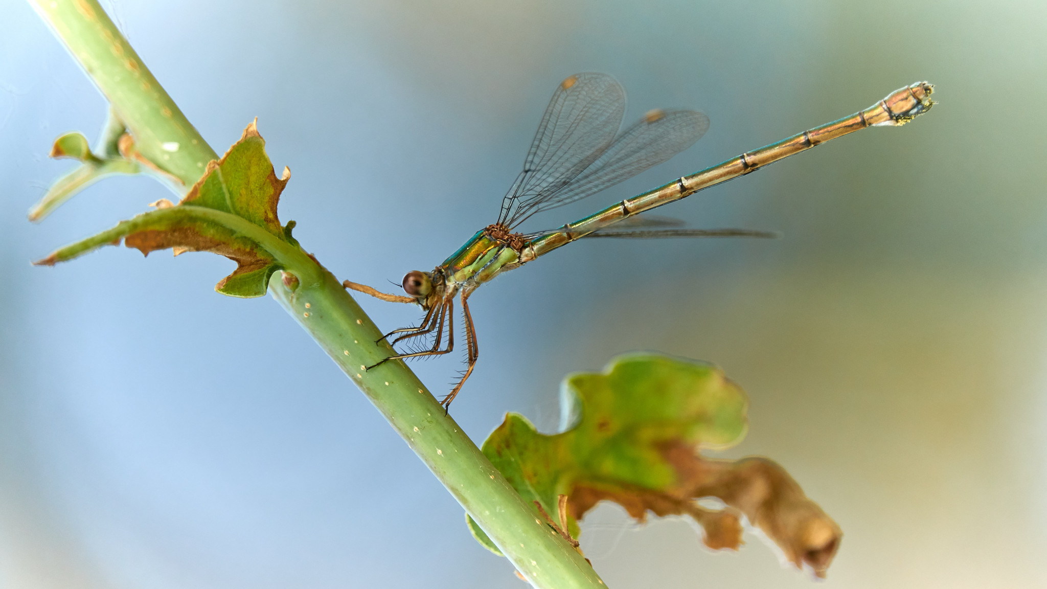 Biodiversiteit ook ons jaarthema in 2021