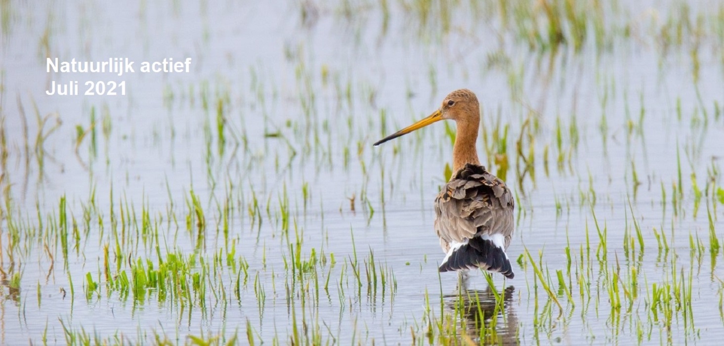 Nieuwsbrief “Natuurlijk Actief” juli 2021 verschenen