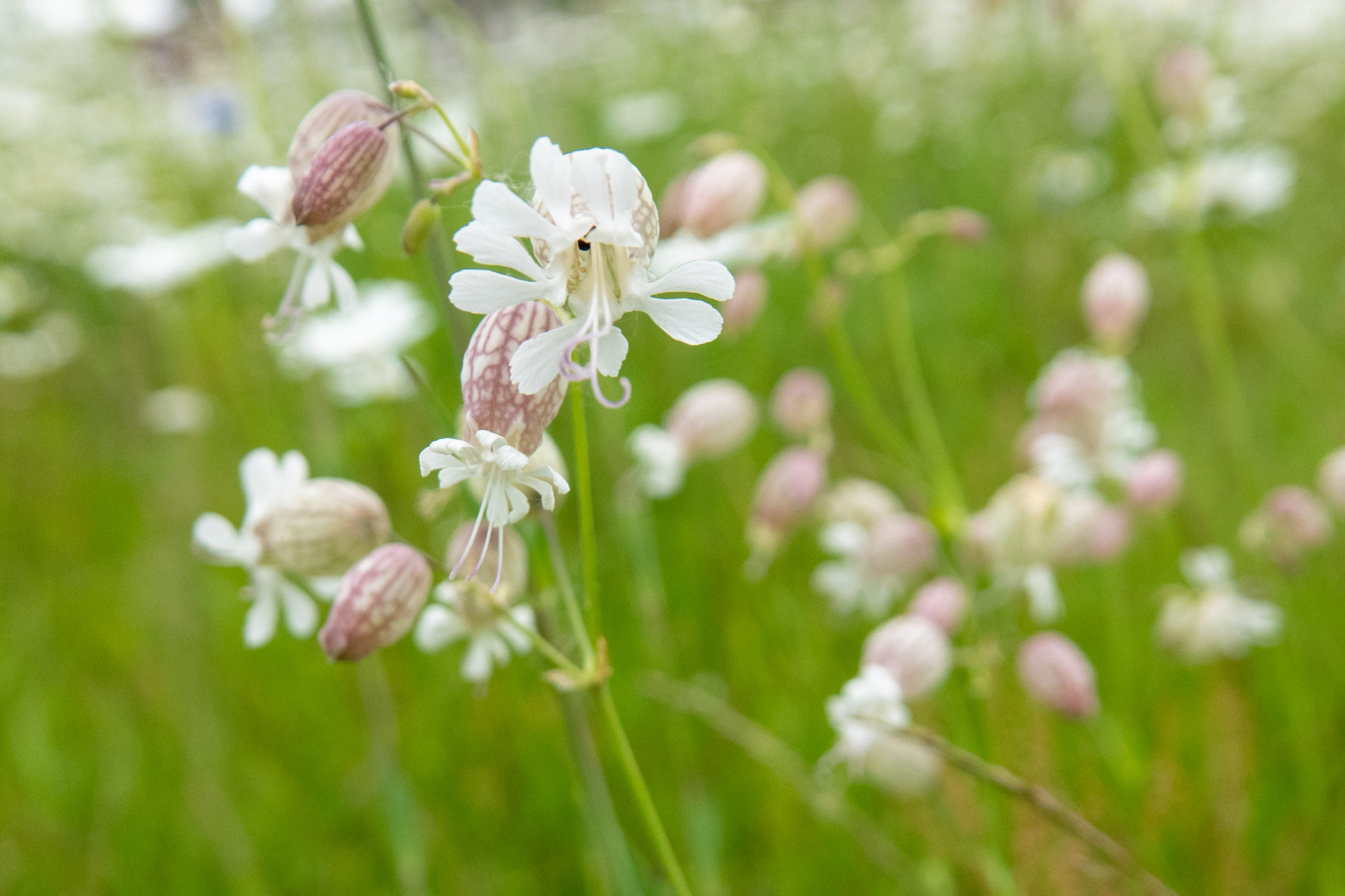 Plantenwerkgroep Flora