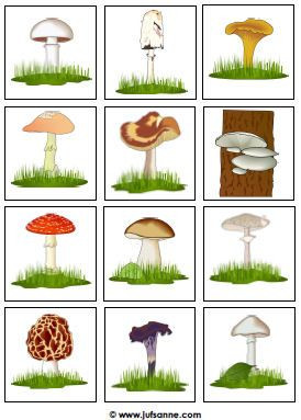 kinderspeurtocht paddenstoelen