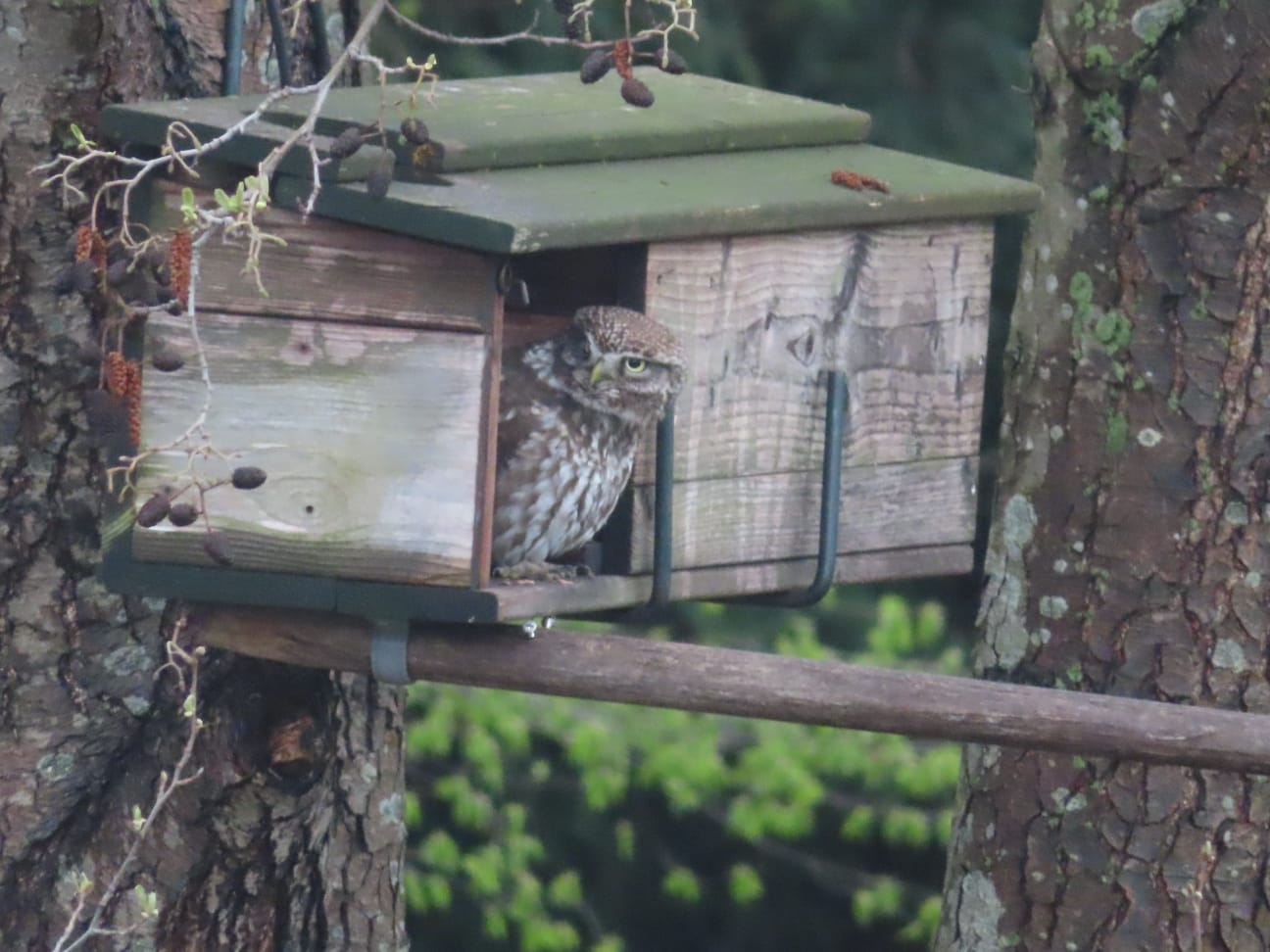 Hoe gaat het met de uilen?