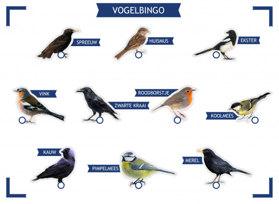 Vogels zoeken