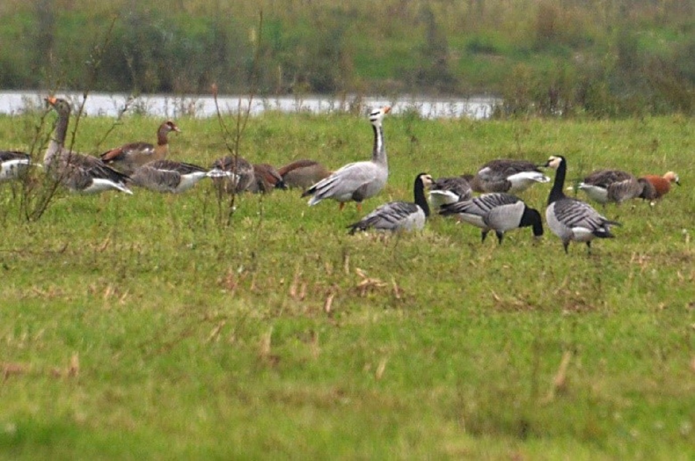 Vogelwerkgroep heeft nieuwe coördinator