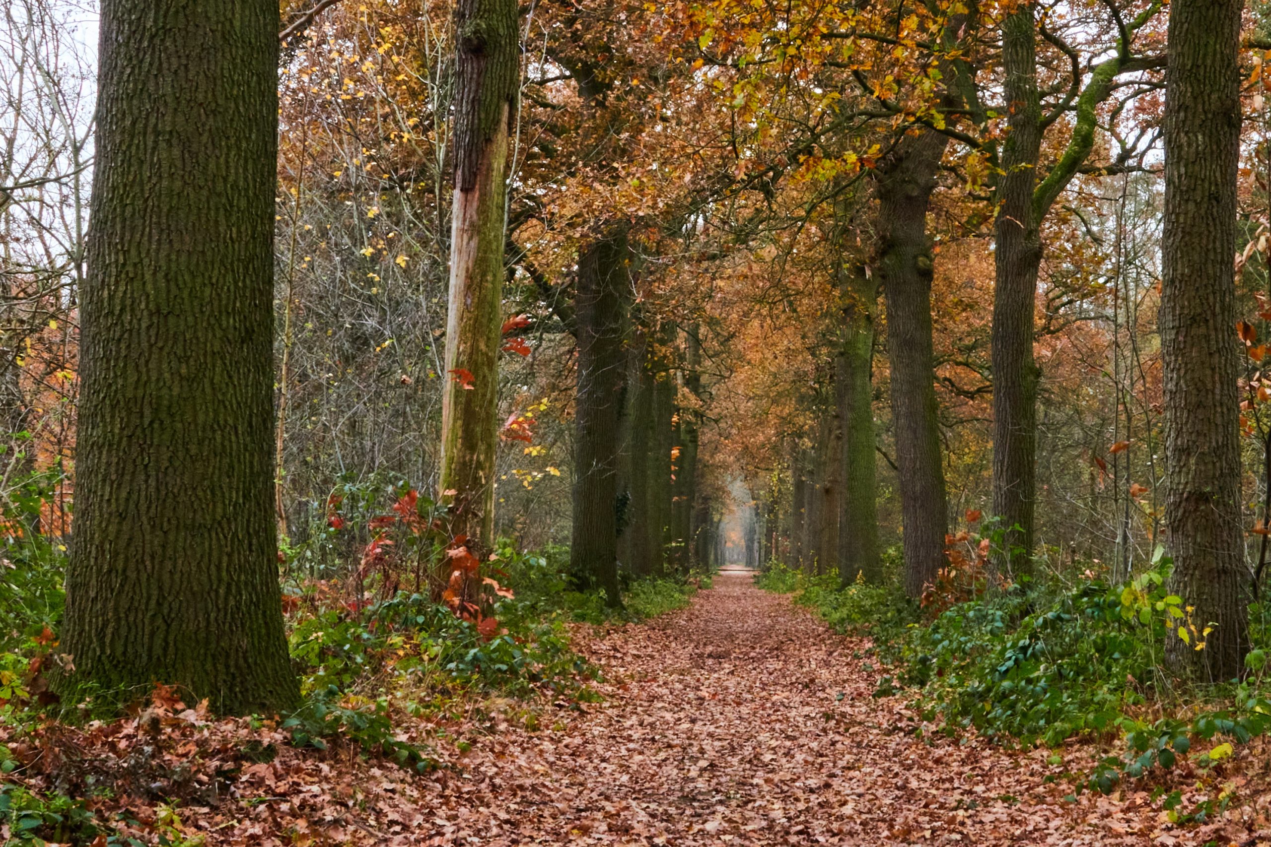 Kerstwandeling over Jezuietenpad