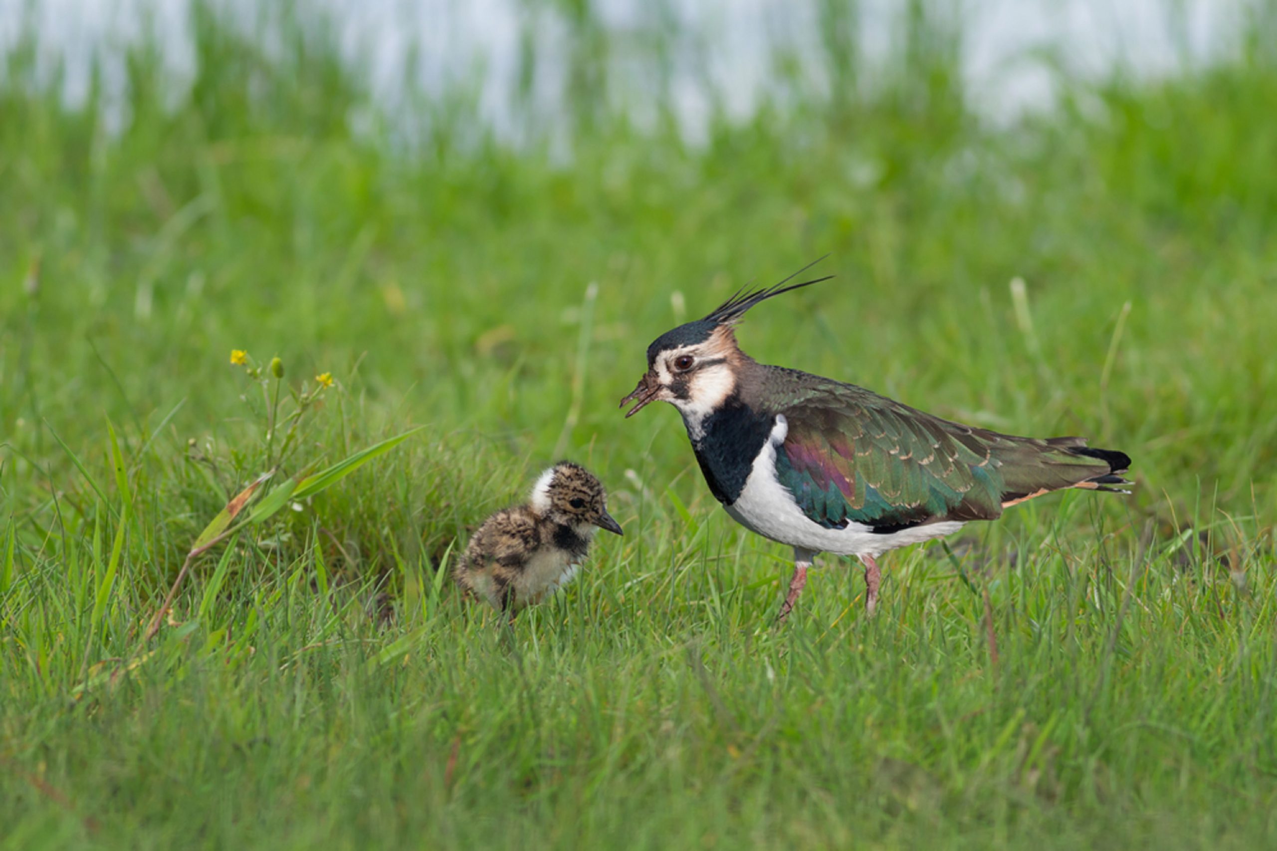 boerenlandvogels