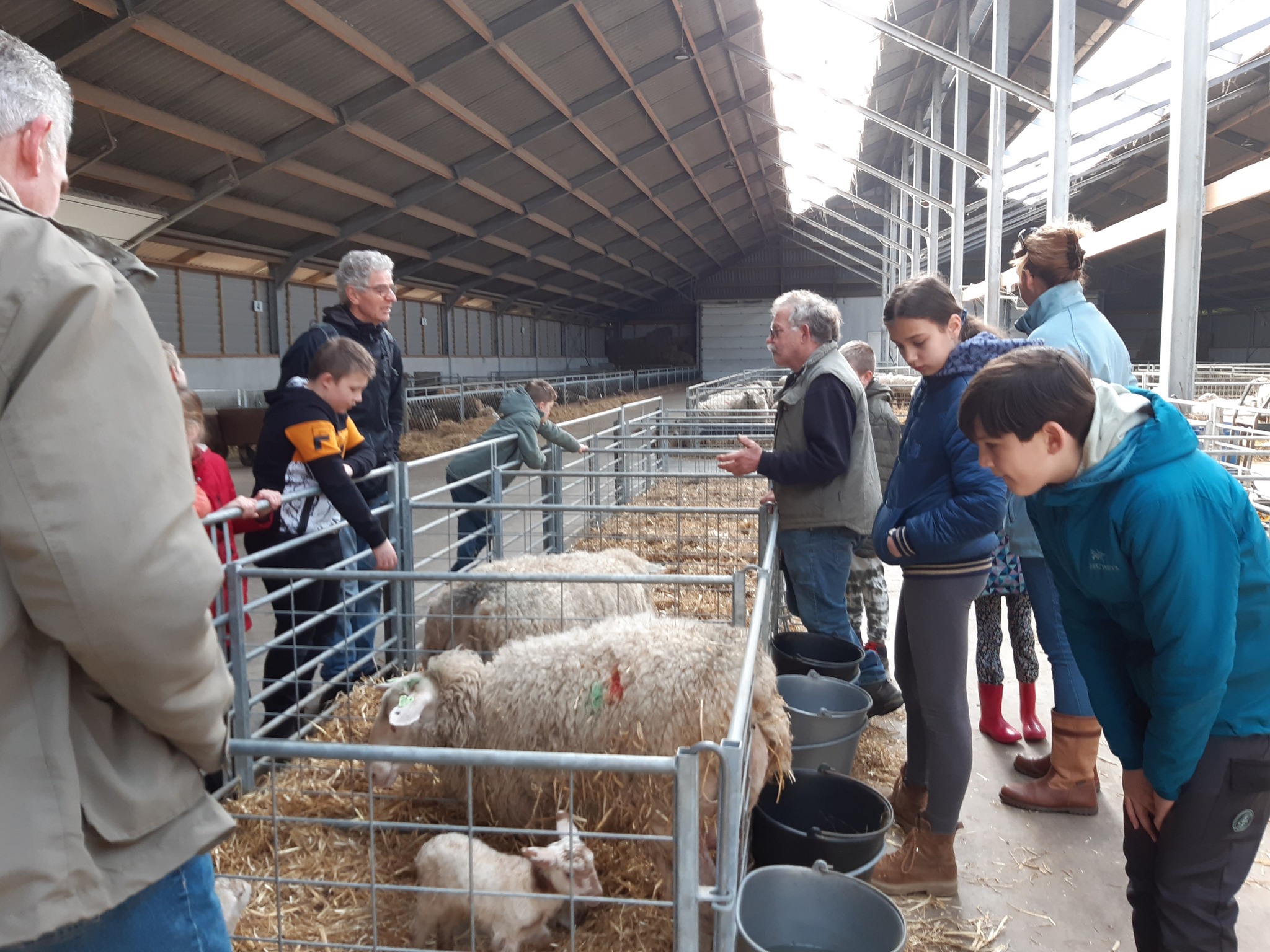 Groep mensen kijkt naar schapen en lam in een stal, met hooi en voeremmers.