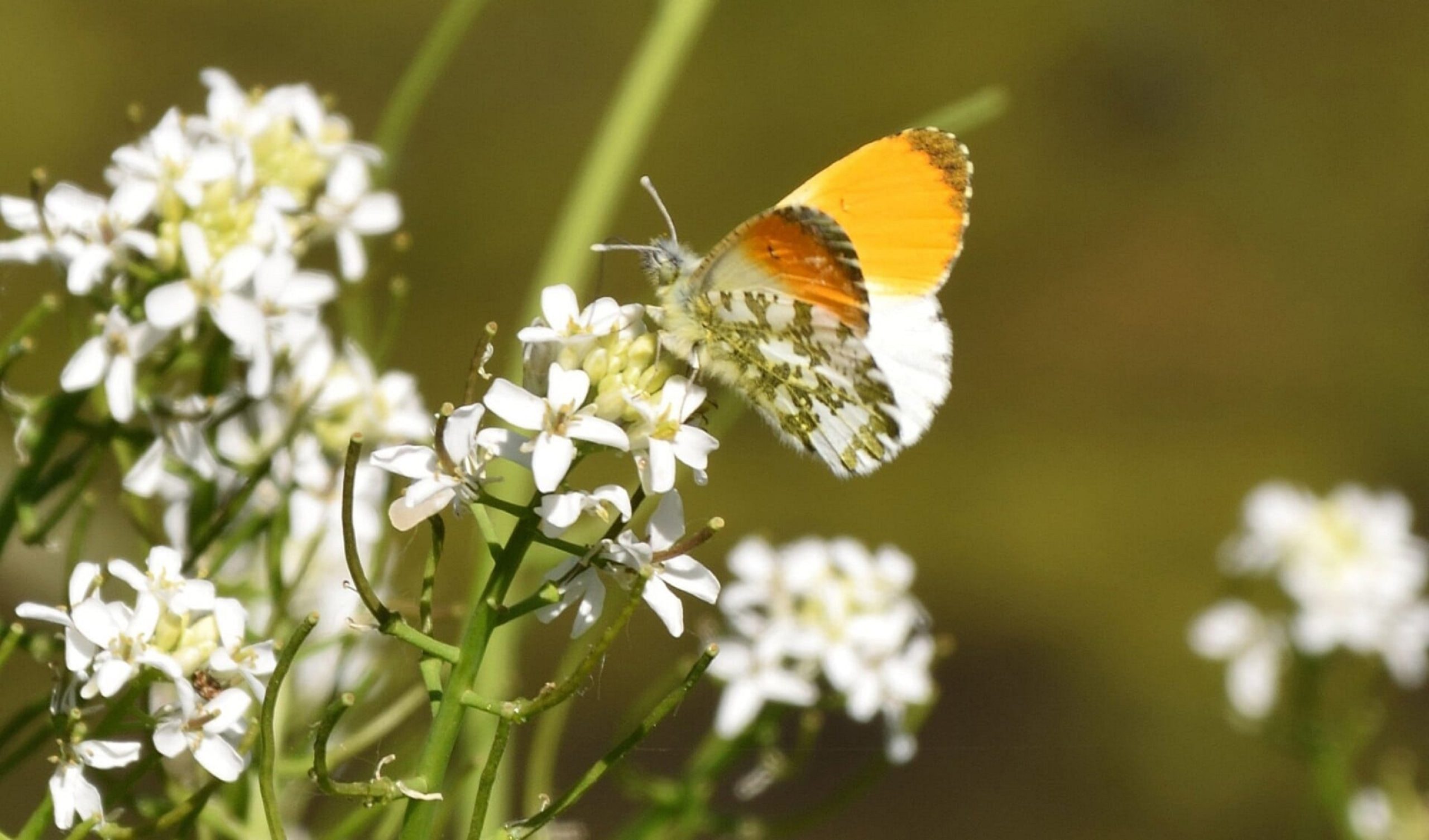 Tongelaar wilde planten excursie