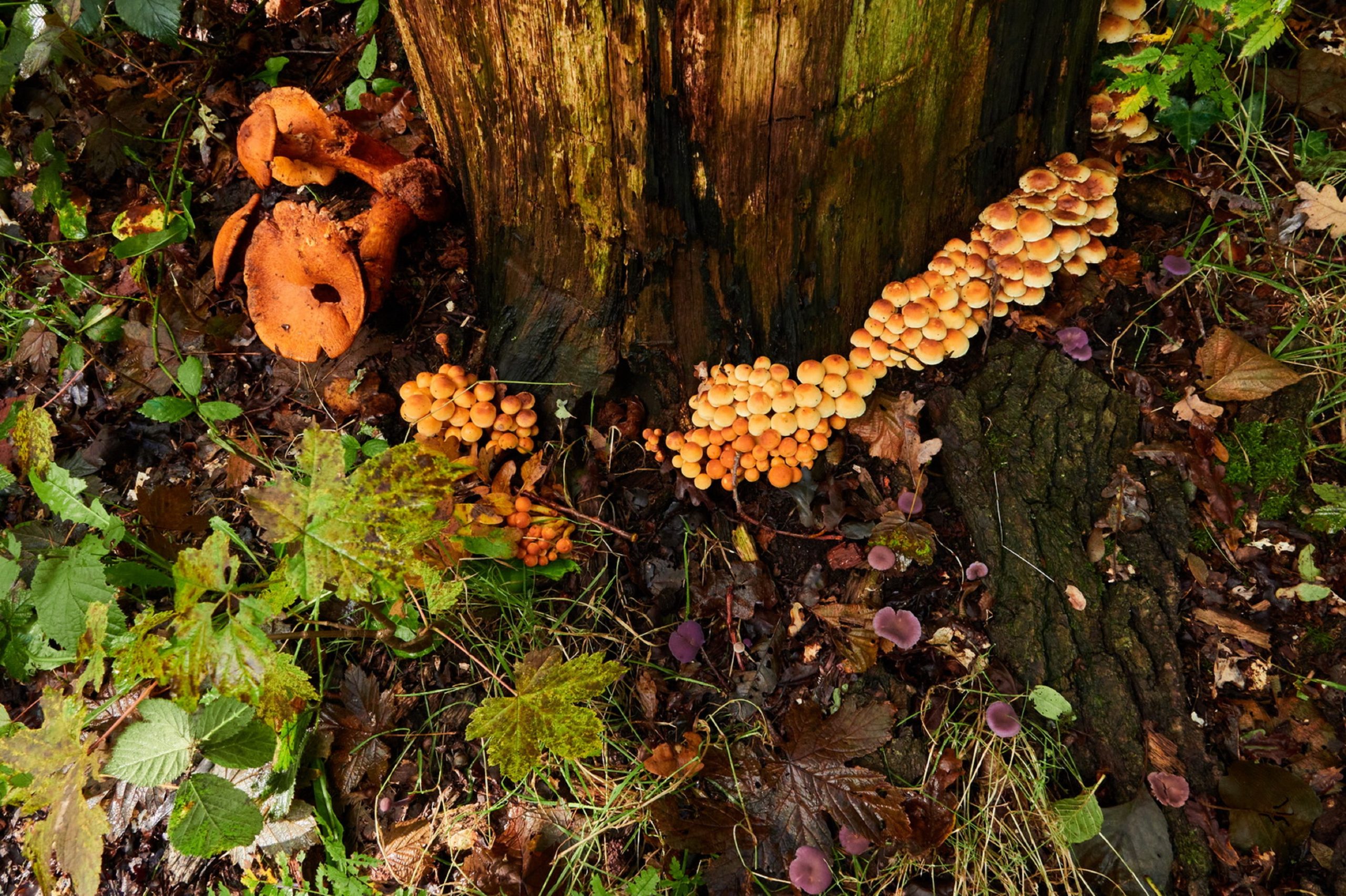 paddenstoelen cursus 2023